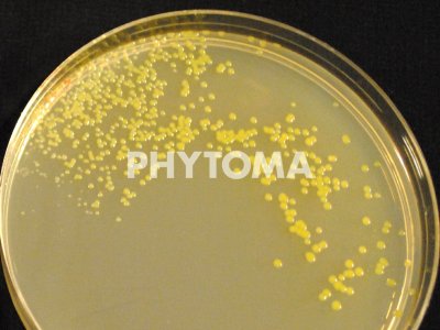 Xanthomonas arborícola pv. pruni